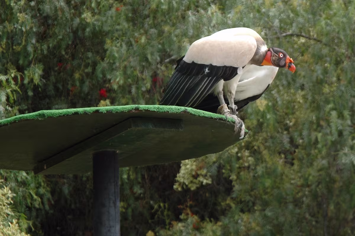 Birds of prey show in in Jungle Park Tenerife