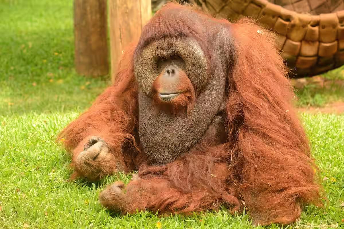Orangutang in Jungle Park Tenerife